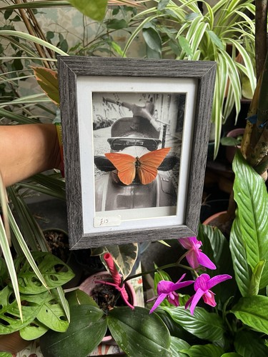 Framed eastern orange - framed,