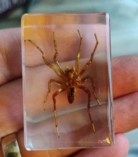 Real Spider Bug  Insect