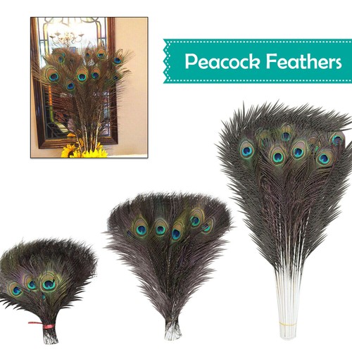 80cm long natural peacock - 25-80cm,