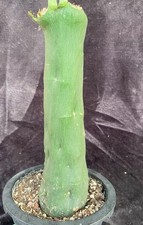 Rare liveSucculent Plant Adenia venenata WYSIWYG Own Root Garden Boutique