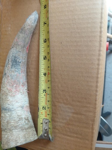 Cow horn - cow, horn.