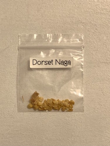 Dorset naga chilli seeds x30 - naga,