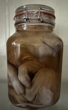 Still-Born Pig Taxidermy Wet Specimen Oddity And Curiosity