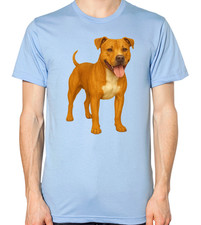 Staffordshire Bull Terrier Dog