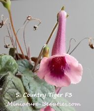 Mini Sinningia Country Tiger