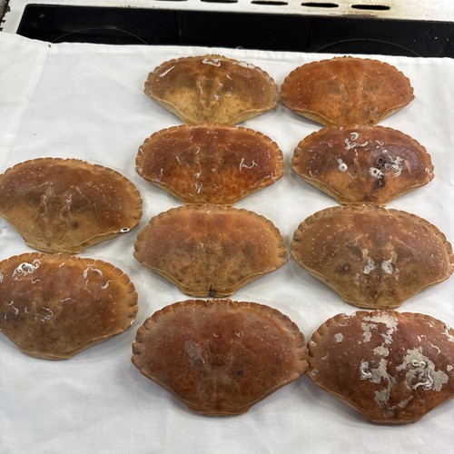 Joblot real crab shells - of,
