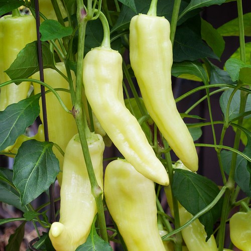 Sweet banana pepper plug - 3x,