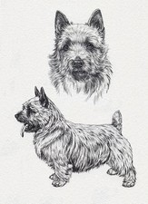 NORWICH TERRIER CHARMING DOG