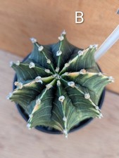 Gymnocalycium variegated- cactus B