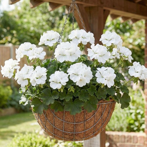 Geranium erika white - geranium, dolce