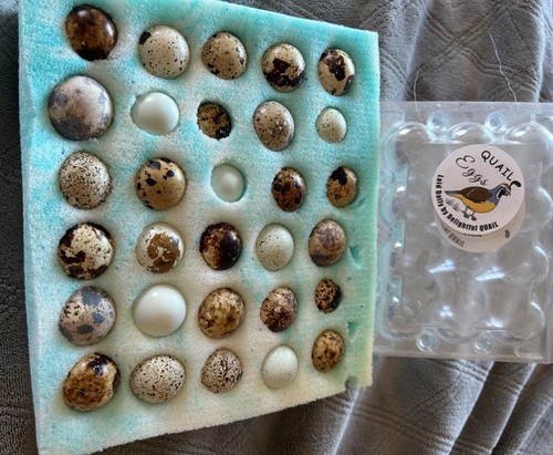 Coturnix quail hatching - , eggs