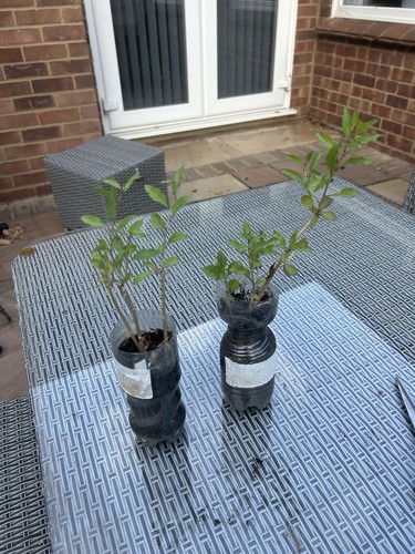 Goji berrie fruit - goji, sapling