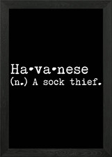 Havanese A Sock Thief Framed