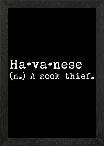 Havanese sock thief - a,
