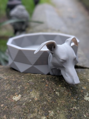 Greyhound lurcher whippet