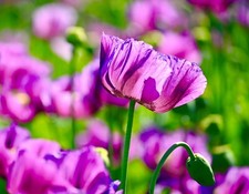 1100x California Poppy Purple