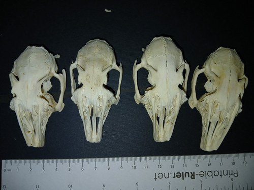 Genuine domestic rabbit skulls