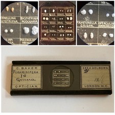 Antique Microscope Slide. Foraminifera Type Slide. By C. Baker.
