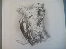 Adrian Rigby Woodpecker Print - Framed Black & White Pencil Picture 36.5 x 38.5"