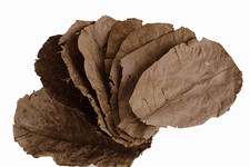 Indian almond leaves aquarium - almond,
