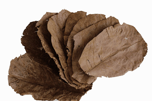 Indian almond leaves aquarium - indian,