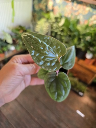 Anthurium luxurians platinum - anthurium,