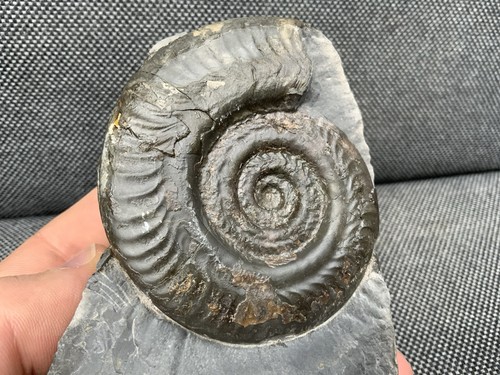 Whitby hildoceras fossil - whitby,