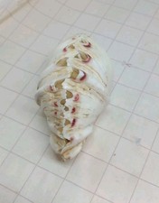 8cm Strawberry Bear Paw Clam Seashell Shell