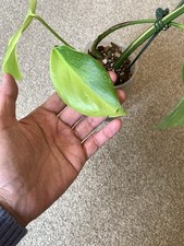 Monstera aurea variegated - monstera,