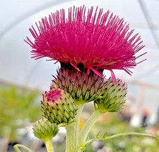 Cirsium Atropurpureum Plume
