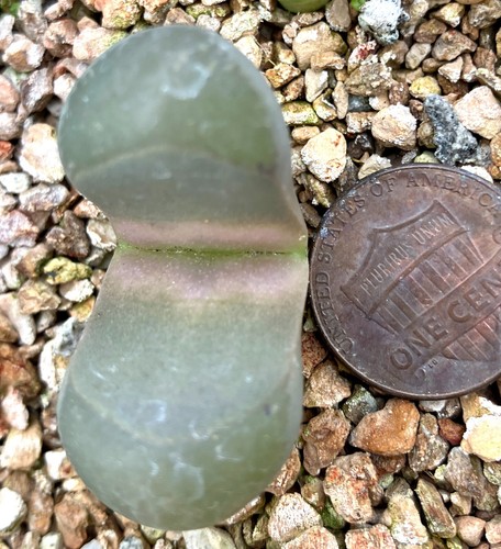 Mesemb plant lithops - plant,