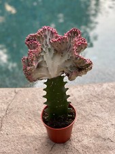 Euphorbia Lactea 'Cristata'