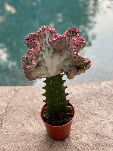 Euphorbia lactea cristata - euphorbia,