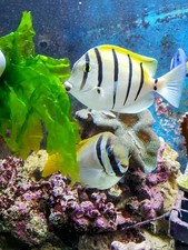 Sea Lettuce Macro Algae - Ulva Lactuca For Planted Display, Refugium