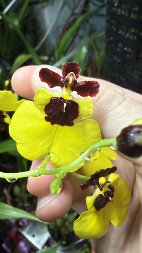 Rare oncidium giga - oncidium,