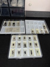 National Geographic Real Life