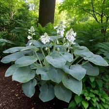 Hosta Bressingham Blue Plant