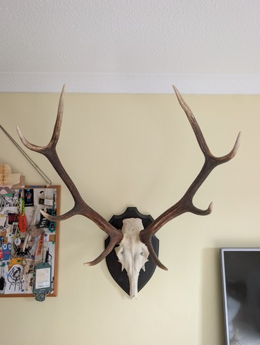 Red stag mounted antlers - stag,