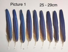 Parrot Macaw Feather Crafts