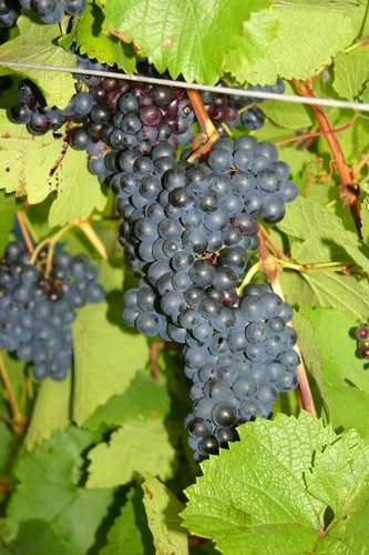 Grape vine young plant - vine,