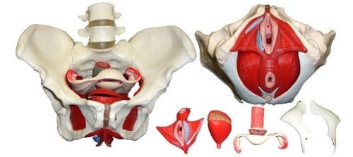 Medical anatomical female - medical,