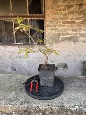 Oak  bonsai starter tree