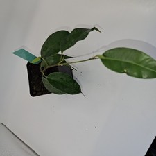 Ficus Benjamina Young Plant