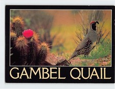 Postcard Gambel Quail