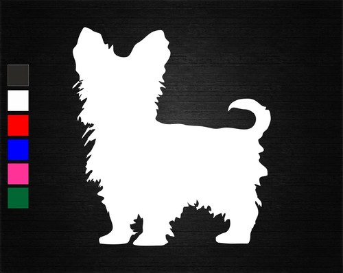 Yorkshire terrier dog - yorkshire,