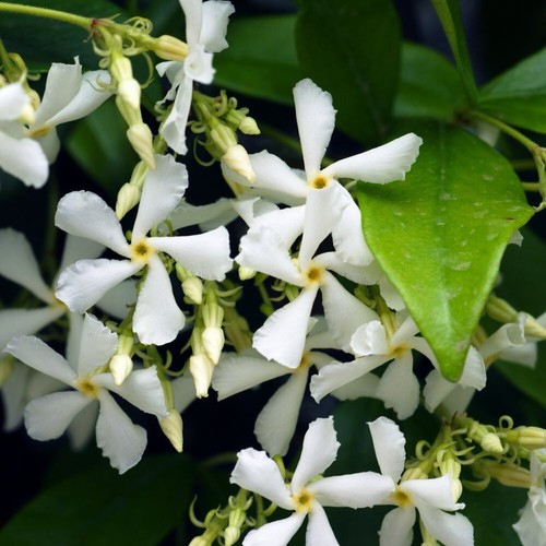 Star jasmine evergeen - evergeen, climbing