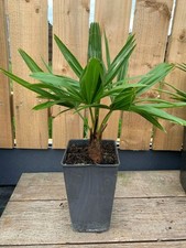 Trachycarpus Fortunei Hardy