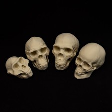 Human skull evolution set - human,