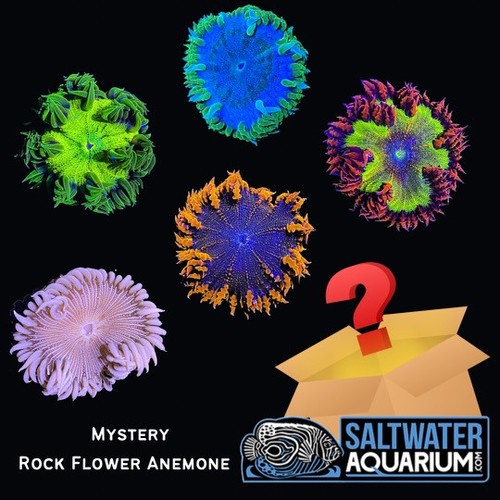 Random mystery rock - (5, pack)