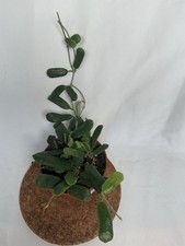 Hoya Rotundiflora